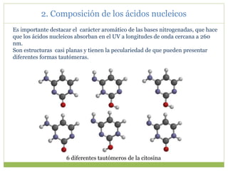 2. Composición de los ácidos nucleicos
Es importante destacar el carácter aromático de las bases nitrogenadas, que hace
que los ácidos nucleicos absorban en el UV a longitudes de onda cercana a 260
nm.
Son estructuras casi planas y tienen la peculariedad de que pueden presentar
diferentes formas tautómeras.
6 diferentes tautómeros de la citosina
 