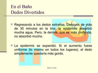 En el Baño Dedos Divertidos Regresando a los dedos extraños. Después de más de 30 minutos en la tina, la epidermis absorbió mucha agua. Pero, la dermis, que es más profunda, no absorbió mucho. La epidermis se expandió. Si el aumento fuese uniforme (lo mismo en todos los lugares), el dedo simplemente quedaría más gordo.  