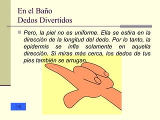 En el Baño Dedos Divertidos Pero, la piel no es uniforme. Ella se estira en la dirección de la longitud del dedo. Por lo tanto, la epidermis se infla solamente en aquella dirección. Si miras más cerca, los dedos de tus pies también se arrugan.  