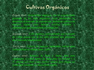 Cultivos Orgánicos
Primer nivel: Horticultura orgánica, con el conocimiento
generado en los años anteriores, cuya producción se
destinaría al mercado de exportación. Incluirían cultivos de
rotación rápida como brócoli, coliflor, cebollín y
otrasespecies que necesitaban investigación.

Segundo nivel: Café orgánico, aprovechando que la región
de Cobán poseía uno de los cafés gourmet más preciados
en el mercado internacional.

Tercer nivel: Cultivo de especies maderables nativas para
comercializar su madera,pino, ciprés.

Cuarto nivel: Reserva de flora y fauna, apta para
ecoturismo y como fuente de agua para los niveles I y
II, además servirían como barrera natural para plagas así
como para fomentar un microclima estable.
 
