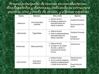 Grupos principales de toxinas en cianobacterias,
dinoflagelados y diatomeas, indicando su estructura
 química, sitio y modo de acción, y algunas especies
                       típicas
 