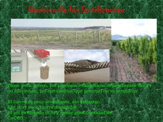 Química de los fertilizantes




Tiene poco hierro, los procesos enzimáticos dependientes del Fe
no funcionan, los metabolitos que generan no se producen.

El hierro es muy abundante, sin embargo
hay muy poco hierro disponible.
El pH es elevado (8.5) y existe gran cantidad de
CaCO3.
 