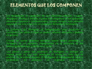 ELEMENTOS QUE LOS COMPONEN

Los fertilizantes se componen de tres elementos básicos, a saber:
Nitrógeno, Fósforo y Potasio; a estos tres elementos se les denomina
elementos mayores o fundamentales, porque siempre está presente
alguno de los tres o los tres en cualquier fórmula de fertilizante.

La presencia del Nitrógeno es indispensable para promover el
crecimiento de tallos y hojas en pastos, árboles, arbustos y plantas
en general.

Corrige los suelos alcalinos dándoles mayor acidez asimismo, el
Nitrógeno es un elemento fundamental en la nutrición de los
microorganismos que existen en el suelo.

una planta o pasto con presencia de Nitrógeno es siempre un
vegetal verde ya que éste promueve el verdor en todo tipo de
plantas. De la misma manera, el Nitrógeno es indispensable para la
producción     de    proteínas    en     vegetales    comestibles.
 