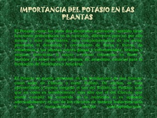 IMPORTANCIA DEL POTASIO EN LAS
            PLANTAS

El Potasio, como los otros dos elementos anteriores, también tiene
funciones primordiales en la nutrición, diferentes pero no por ello
menos o más importantes, sino complementarias de los otros:
promueve el desarrollo y crecimiento de flores y frutos; da
resistencia a las plantas contra plagas y enfermedades, heladas y
sequías; determina la mayor o menor coloración en flores y
frutales y el sabor en éstos últimos, es, asimismo, esencial para la
formación de Almidones y Azúcares.


El Potasio se puede presentar en los fertilizantes de dos formas:
como sales de Cloruro o como Sulfato. De ambos, es más
aprovechable y menos riesgoso el uso del Sulfato de Potasio, solo
que su costo es sensiblemente más alto que el del Cloruro, que
puede cumplir su cometido en la nutrición si es aplicado
adecuadamente; el uso de los cloruros de manera indiscriminada
y      sin     conocimiento      resulta        contraproducente.
 
