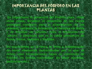 IMPORTANCIA DEL FÓSFORO EN LAS
             PLANTAS
 Es importante la presencia del Fósforo pues, entre
otras cosas, fortalece el desarrollo de las raíces
(principal conducto para la alimentación de las
plantas), estimula la formación de botones en flores
y de frutillas en árboles, evita el fenómeno del
"aborto" o abscisión que es la caída prematura de
flores, frutos, botones y frutillas.

Su movimiento en la tierra es lento a comparación
de otros elementos nutricionales por lo que se
deben usar formulaciones bajas en contenido de
Fósforo "en tierras contenidas" (es decir macetas,
jardineras,etc.).
 