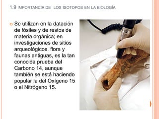 1.9 IMPORTANCIA DE LOS ISOTOPOS EN LA BIOLOGÍA
 Se utilizan en la datación
de fósiles y de restos de
materia orgánica; en
investigaciones de sitios
arqueológicos, flora y
faunas antiguas, es la tan
conocida prueba del
Carbono 14, aunque
también se está haciendo
popular la del Oxígeno 15
o el Nitrógeno 15.
 