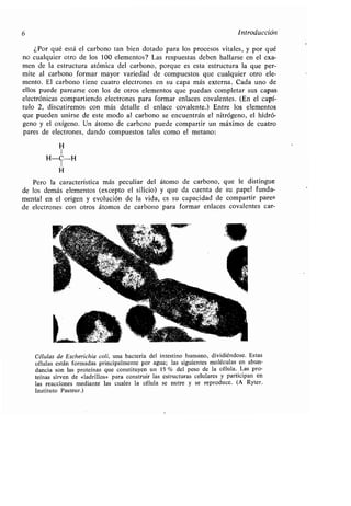 6 Introducción
¿Por qué está el carbono tan bien dotado para los procesos vitales, y por qué
no cualquier otro de los 100 elementos? Las respuestas deben hallarse en el exa-
men de la estructura atómica del carbono, porque es esta estructura la que per-
mite al carbono formar mayor variedad de compuestos que cualquier otro ele-
mento. El carbono tiene cuatro electrones en su capa más externa . Cada uno de
ellos puede parearse con los de otros elementos que puedan completar sus capas
electrónicas compartiendo electrones para formar enlaces covalentes . (En el capí-
tulo 2, discutiremos con más detalle el enlace covalente .) Entre los elementos
que pueden unirse de este modo al carbono se encuentran el nitrógeno, el hidró-
geno y el oxígeno . Un átomo de carbono puede compartir un máximo de cuatro
pares de electrones, dando compuestos tales como el metano :
H
I
H-C-H
I
H
Pero la característica más peculiar del átomo de carbono, que le distingue
de los demás elementos (excepto el silicio) y que da cuenta de su papel funda-
mental en el origen y evolución de la vida, es su capacidad de compartir pares
de electrones con otros átomos de carbono para formar enlaces covalentes car-
Células de Escherichia col¡, una bacteria del intestino humano, dividiéndose . Estas
células están formadas principalmente por agua ; las siguientes moléculas en abun-
dancia son las proteínas que constituyen un 15 % del peso de la célula . Las pro-
teínas sirven de «ladrillos» para construir las estructuras celulares y participan en
las reacciones mediante las cuales la célula se nutre y se reproduce . (A Ryter .
Instituto Pasteur .)
 