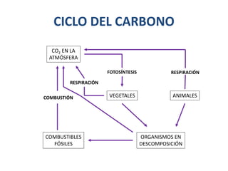 CICLO DEL CARBONO
COMBUSTIBLES
FÓSILES
ORGANISMOS EN
DESCOMPOSICIÓN
ANIMALESVEGETALES
CO2 EN LA
ATMÓSFERA
COMBUSTIÓN
RESPIRACIÓN
FOTOSÍNTESIS RESPIRACIÓN
 