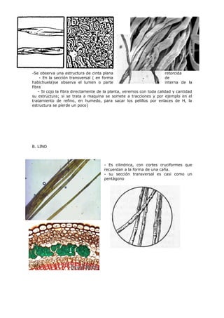 -Se observa una estructura de cinta plana                              retorcida
     - En la sección transversal ( en forma                            de
habichuela)se observa el lumen o parte                                 interna de la
fibra
    - Si cojo la fibra directamente de la planta, veremos con toda calidad y cantidad
su estructura; si se trata a maquina se somete a tracciones y por ejemplo en el
tratamiento de refino, en humedo, para sacar los pelillos por enlaces de H, la
estructura se pierde un poco)




B. LINO



                                      - Es cilindrica, con cortes cruciformes que
                                      recuerdan a la forma de una caña.
                                      - su sección transversal es casi como un
                                      pentágono
 
