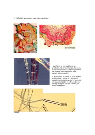 C. CAÑAMO: estructura casi idéntica al lino




                                               Las fibras de lino y cáñamo son
                                              prácticamente imposibles de diferenciar
                                              al microscopio optico, pero disponemos
                                              de pistas a nivel orientativo para
                                              deducir diferenciación:

                                              1. Si tenemos la suerte de verla en toda
                                              su extensión (lo cual es complicado
                                              dada la manipulación a que es sometida
                                              en la desfibrilación, el extremo del lino
                                              sería puntiagudo y el del cáñamo, en
                                              forma de espatula




cañamo
 