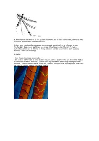 lino

B. El lúmen es más fino en el lino que en el cáñamo. En el corte transversal, el lino es más
poligonal, y el cáñamo mas redondeadito

C. Con unos reactivos llamados cuproamoniacales, que disuelven la celulosa, se van
hinchando y disolviendo las fibras, quedando al final solamente el lumen. A muchos
aumentos vemos que el del lino es fino y retorcido y el del cañamo mas bien grueso y
fruncido (como un intestino)

D. LANA

- Son fibras cilindricas, escamadas
- En sección transversal el corte es casi circular. La lana es amedular (se denomina medula
el lumen de las fibras animales) En todo caso algunas fibras animales pueden presentar
medula. La forma de esta varia, puede ser continua o discontinua, o por ejemplo en el caso
del pelo de caballo o liebre, forma de rosario.
 