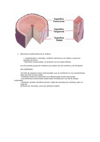    Elementos constituyentes de la madera:

           - Longitudinales o verticales: confieren estructura a la madera y discurren
           paralelos al tronco
           - Elementos transversales: en dirección con los radios leñosos

       Los dos grandes grupos de maderas que existen son las coníferas y las frondosas:

       LAS CONÍFERAS

        -Se trata de especies menos evolucionadas, que se mantienen en sus características
        igual que hace muchos siglos
        - Presentan anillos de crecimiento muy diferenciados (corte transversal)
        - Sus elementos transversales suelen estar formados por una fila de células:
uniseriados
        - Presentan canales resiniferos (pinos); todas las resinosas son confieras, pero no
        todas las
        confieras son resinosas, como por ejemplo el abeto
 