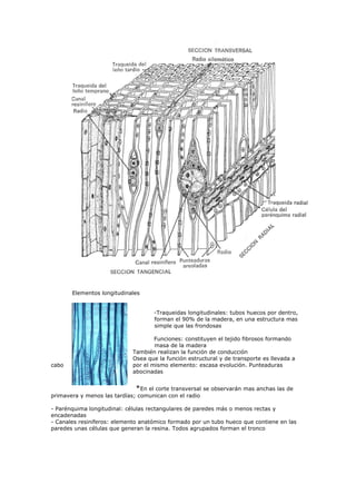 Elementos longitudinales


                                    -Traqueidas longitudinales: tubos huecos por dentro,
                                    forman el 90% de la madera, en una estructura mas
                                    simple que las frondosas

                                     Funciones: constituyen el tejido fibrosos formando
                                     masa de la madera
                             También realizan la función de conducción
                             Osea que la función estructural y de transporte es llevada a
cabo                         por el mismo elemento: escasa evolución. Punteaduras
                             abocinadas


                              *En el corte transversal se observarán mas anchas las de
primavera y menos las tardías; comunican con el radio

- Parénquima longitudinal: células rectangulares de paredes más o menos rectas y
encadenadas
- Canales resiniferos: elemento anatómico formado por un tubo hueco que contiene en las
paredes unas células que generan la resina. Todos agrupados forman el tronco
 