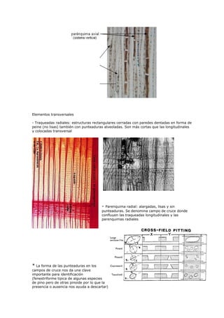 Elementos transversales

- Traqueadas radiales: estructuras rectangulares cerradas con paredes dentadas en forma de
peine (no lisas) también con punteaduras alveoladas. Son más cortas que las longitudinales
y colocadas transversal




                                       - Parenquima radial: alargadas, lisas y sin
                                       punteaduras. Se denomina campo de cruce donde
                                       confluyen las traqueadas longitudinales y las
                                       parenquimas radiales




* La forma de las punteaduras en los
campos de cruce nos da una clave
importante para identificación
(fenestriforme tipica de algunas especies
de pino pero de otras pinoide por lo que la
presencia o ausencia nos ayuda a descartar)
 