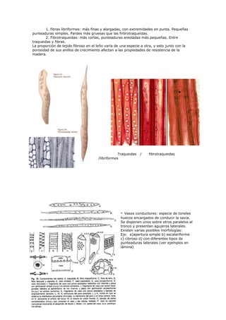 1. fibras libriformes: más finas y alargadas, con extremidades en punta. Pequeñas
punteaduras simples. Pardes más gruesas que las firbrotraqueidas.
        2. Fibrotraqueidas: más cortas, punteaduras areoladas más pequeñas. Entre
traqueidas y fibras.
La proporción de tejido fibroso en el leño varía de una especie a otra, y esto junto con la
porosidad de sus anillos de crecimiento afectan a las propiedades de resistencia de la
madera.




                                                  Traqueidas   /    fibrotraqueidas
                                      /libriformes




                                                   - Vasos conductores: especie de toneles
                                                   huecos encargados de conducir la savia.
                                                   Se disponen unos sobre otros paralelos al
                                                   tronco y presentan agujeros laterales.
                                                   Existen varias posibles morfologías:
                                                   Ejs: a)apertura simple b) escalariforme
                                                   c) cibroso d) con diferentes tipos de
                                                   punteaduras laterales (ver ejemplos en
                                                   lámina)
 