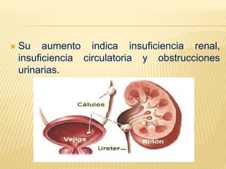  Su aumento indica insuficiencia renal,
insuficiencia circulatoria y obstrucciones
urinarias.
 