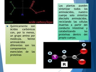  Químicamente son
ácidos carbónicos
con, por lo menos,
un grupo amino por
molécula. Veinte
aminoácidos
diferentes son los
componentes
esenciales de las
proteínas
Las plantas pueden
sintetizar todos los
aminoácidos, nuestro
cuerpo solo sintetiza
dieciséis aminoácidos,
reciclando las células
muertas a partir del
conducto intestinal y
catabolizando las
proteínas dentro del
propio cuerpo.
 