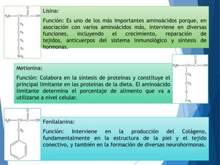 Lisina:
Función: Es uno de los más importantes aminoácidos porque, en
asociación con varios aminoácidos más, interviene en diversas
funciones, incluyendo el crecimiento, reparación de
tejidos, anticuerpos del sistema inmunológico y síntesis de
hormonas.
Metionina:
Función: Colabora en la síntesis de proteínas y constituye el
principal limitante en las proteínas de la dieta. El aminoácido
limitante determina el porcentaje de alimento que va a
utilizarse a nivel celular.
Fenilalanina:
Función: Interviene en la producción del Colágeno,
fundamentalmente en la estructura de la piel y el tejido
conectivo, y también en la formación de diversas neurohormonas.
 