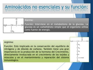Aminoácidos no esenciales y su función:
Alanina:
Función: Interviene en el metabolismo de la glucosa. La
glucosa es un carbohidrato simple que el organismo utiliza
como fuente de energía.
Arginina:
Función: Está implicada en la conservación del equilibrio de
nitrógeno y de dióxido de carbono. También tiene una gran
importancia en la producción de la hormona del Crecimiento,
directamente involucrada en el crecimiento de los tejidos y
músculos y en el mantenimiento y reparación del sistema
inmunologico.
 