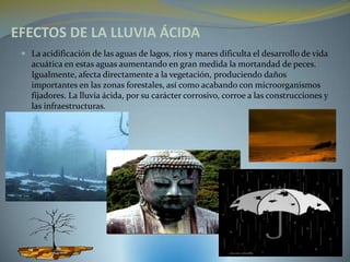 EFECTOS DE LA LLUVIA ÁCIDA
  La acidificación de las aguas de lagos, ríos y mares dificulta el desarrollo de vida
   acuática en estas aguas aumentando en gran medida la mortandad de peces.
   Igualmente, afecta directamente a la vegetación, produciendo daños
   importantes en las zonas forestales, así como acabando con microorganismos
   fijadores. La lluvia ácida, por su carácter corrosivo, corroe a las construcciones y
   las infraestructuras.
 