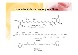 La química de los terpenos y xantófilas
La química de los terpenos y xantófilas
 