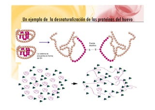 U j l d l d li ió d l í d l h
Un ejemplo de la desnaturalización de las proteínas del huevo
Puente
disulfuro
La cisteína se
encuentra en forma
de SH
 