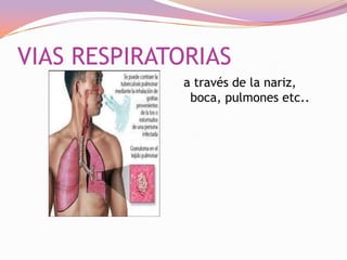 VIAS RESPIRATORIAS
a través de la nariz,
boca, pulmones etc..

 