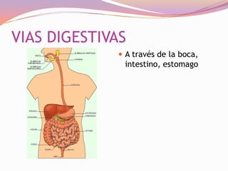 VIAS DIGESTIVAS
 A través de la boca,

intestino, estomago

 