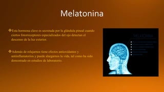 Esta hormona clave es secretada por la glándula pineal cuando
ciertos fotorreceptores especializados del ojo detectan el
descenso de la luz exterior.
Además de relajarnos tiene efectos antioxidantes y
antiinflamatorios y puede alargarnos la vida, tal como ha sido
demostrado en estudios de laboratorio.
 