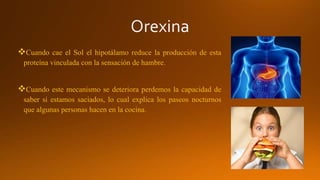 Cuando cae el Sol el hipotálamo reduce la producción de esta
proteína vinculada con la sensación de hambre.
Cuando este mecanismo se deteriora perdemos la capacidad de
saber si estamos saciados, lo cual explica los paseos nocturnos
que algunas personas hacen en la cocina.
 