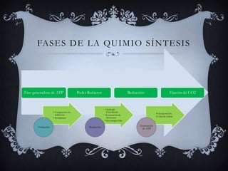 Fases de la quimio síntesis