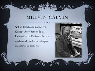 Melvin CalvinFue descubierto por Melvin Calvin y Andy Benson de la Universidad de California Berkeley mediante el empleo de isótopos radiactivos de carbono.