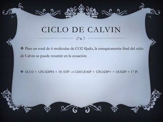 Ciclo de CalvinPara un total de 6 moléculas de CO2 fijado, la estequiometria final del ciclo de Calvin se puede resumir en la ecuación:6CO2 + 12NADPH + 18 ATP -> C6H12O6P + 12NADP+ + 18ADP + 17 Pi