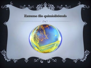 Extremo filo quimiolitótrofo