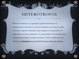 heterótrofosPor el contrario, los organismos quimio heterótrofos (o simplemente heterótrofos), como los animales y los hongos, oxidan moléculas orgánicas reducidas, como la glucosa (vía glucólisis), los triglicéridos (vía beta oxidación) o los aminoácidos (vía desaminación oxidativa) para obtener energía metabólica (ATP) y poder reductor; además, son incapaces de usar del CO2 como fuente de carbono.