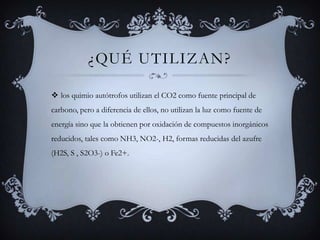 ¿Qué utilizan?los quimio autótrofos utilizan el CO2 como fuente principal de carbono, pero a diferencia de ellos, no utilizan la luz como fuente de energía sino que la obtienen por oxidación de compuestos inorgánicos reducidos, tales como NH3, NO2-, H2, formas reducidas del azufre (H2S, S , S2O3-) o Fe2+. 