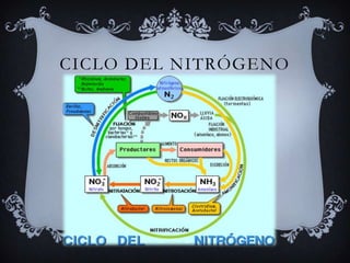 Ciclo del nitrógeno
