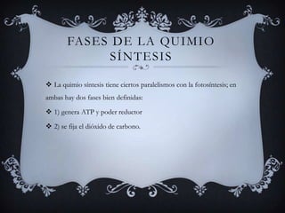 Fases de la quimio síntesisLa quimio síntesis tiene ciertos paralelismos con la fotosíntesis; en ambas hay dos fases bien definidas:1) genera ATP y poder reductor 2) se fija el dióxido de carbono.
