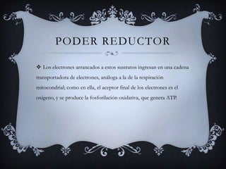 poder reductor Los electrones arrancados a estos sustratos ingresan en una cadena transportadora de electrones, análoga a la de la respiración mitocondrial; como en ella, el aceptor final de los electrones es el oxígeno, y se produce la fosforilación oxidativa, que genera ATP.