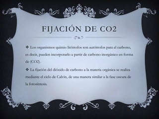 Fijación de CO2 Los organismos quimio litótrofosson autótrofos para el carbono, es decir, pueden incorporarlo a partir de carbono inorgánico en forma de (CO2). La fijación del dióxido de carbono a la materia orgánica se realiza mediante el ciclo de Calvin, de una manera similar a la fase oscura de la fotosíntesis.