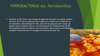 Quimiosíntesis | PPTX