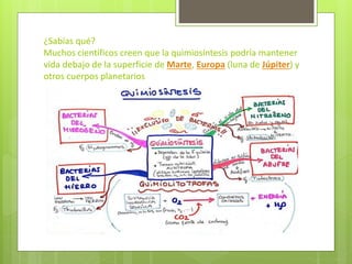 ¿Sabías qué?
Muchos científicos creen que la quimiosíntesis podría mantener
vida debajo de la superficie de Marte, Europa (luna de Júpiter) y
otros cuerpos planetarios
 