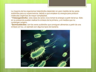 La mayoría de los organismos heterótrofos dependen en gran medida de los seres
autótrofos para su supervivencia, debido a que emplean su energía para producir
moléculas orgánicas de mayor complejidad.
* Fotoorganótrofos: esta clase de seres vivos toman la energía a partir de la luz. Sólo
en su presencia pueden realizar la síntesis de la primera, y en medios que no
contengan oxígeno
*Quimiautótrofos: son los seres autótrofos que consiguen alimentos a partir de una
síntesis sin luz, un ejemplo son algunos tipos de bacteria.
 