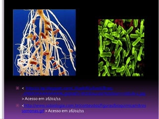 <  http://1.bp.blogspot.com/_NupbWI2XxeA/Rrpq-_0NbXI/AAAAAAAAALg/ql0qf2-WzbE/s400/rhizobium-nodule-1.jpg > Acesso em 26/02/11<http://www.sobiologia.com.br/conteudos/figuras/bioquimica/nitrossomonas.gif> Acesso em 26/02/11