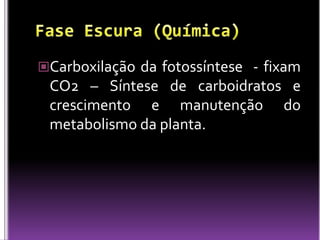 Fase Escura (Química)Carboxilação da fotossíntese  - fixam CO2 – Síntese de carboidratos e crescimento e manutenção do metabolismo da planta.