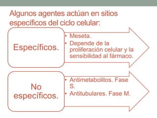 Algunos agentes actúan en sitios
específicos del ciclo celular:

Específicos.

No
específicos.

• Meseta.
• Depende de la
proliferación celular y la
sensibilidad al fármaco.

• Antimetabolitos. Fase
S.
• Antitubulares. Fase M.

 