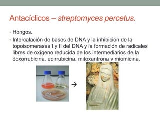 Antacíclicos – streptomyces percetus.
• Hongos.
• Intercalación de bases de DNA y la inhibición de la

topoisomerasas I y II del DNA y la formación de radicales
libres de oxígeno reducida de los intermediarios de la
doxorrubicina, epirrubicina, mitoxantrona y miomicina.

 