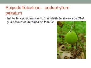 Epipodofilotoxinas – podophyllum
peltatum
• Inhibe la topoisomerasa II. E inhabilita la síntesis de DNA

y la cñelula es detenida en fase G1.

 