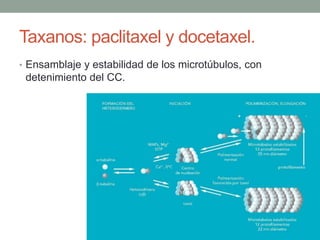 Taxanos: paclitaxel y docetaxel.
• Ensamblaje y estabilidad de los microtúbulos, con

detenimiento del CC.

 