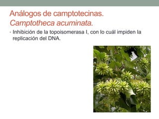 Análogos de camptotecinas.
Camptotheca acuminata.
• Inhibición de la topoisomerasa I, con lo cuál impiden la

replicación del DNA.

 
